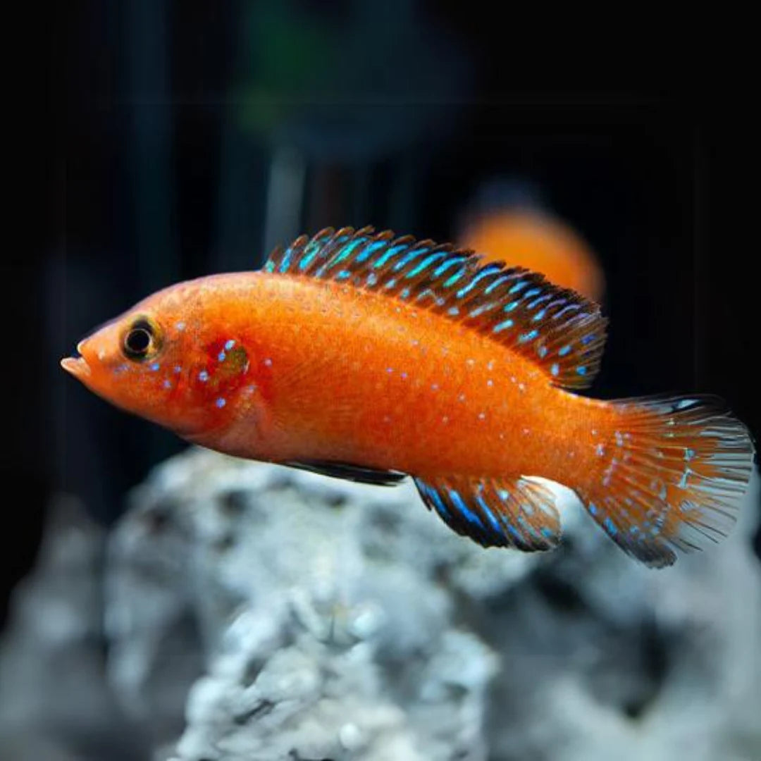 Turkana Jewel Cichlid (Hemichromis exsul) - Live Fish