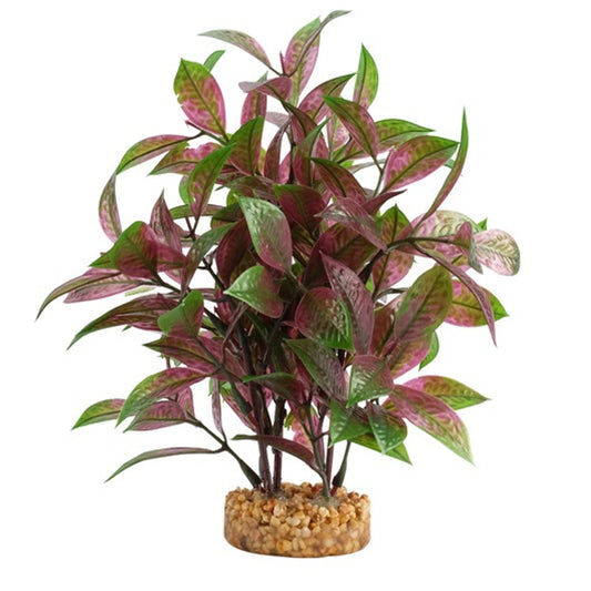 Ludwigia Broad Leaf, 1pk  (Ludwigia repens) - Live Aquatic Plant