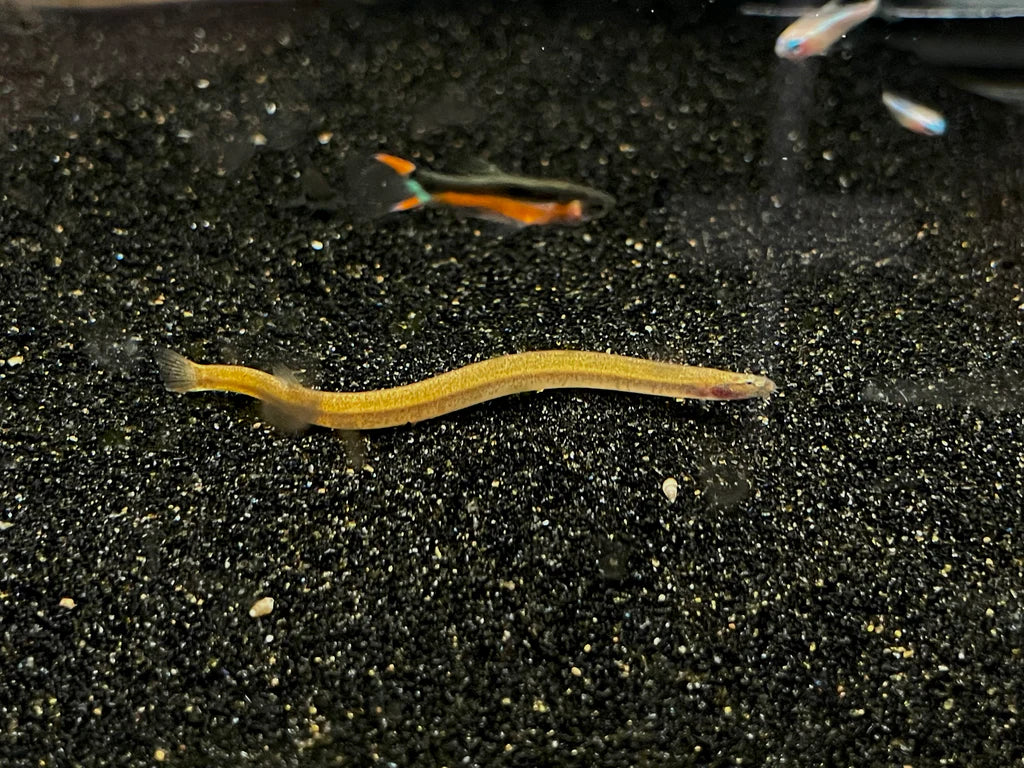 Golden Kuhli Loach (Pangio doriae) - Live Fish