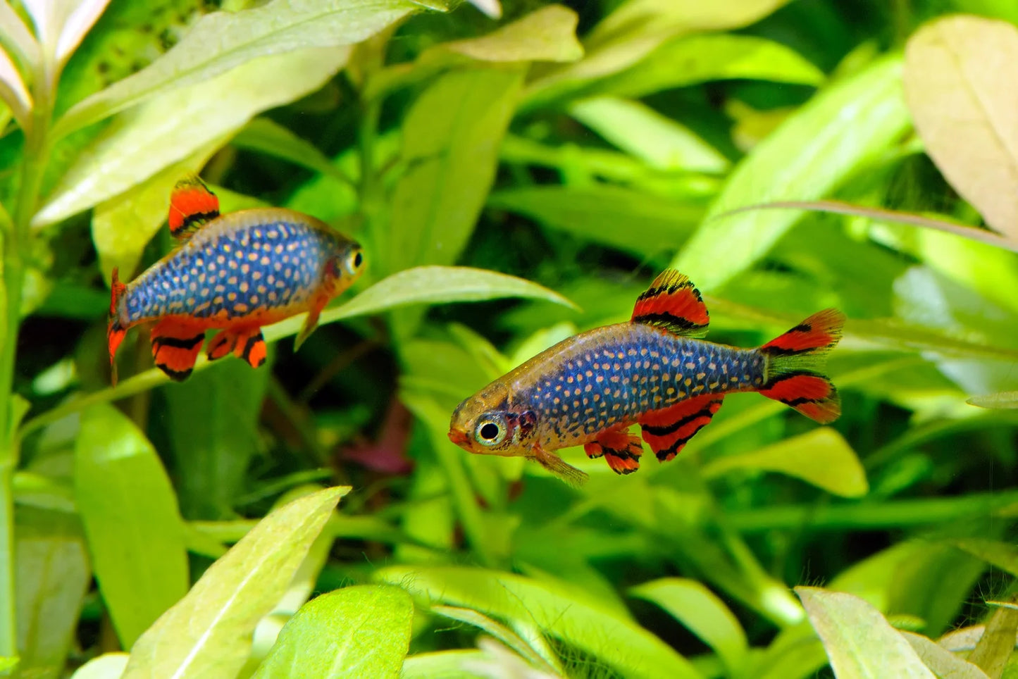 Galaxy Rasbora (Danio margaritatus) - Live Fish