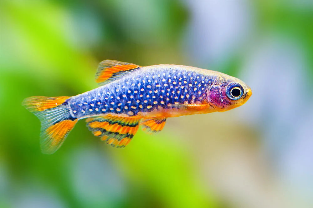 Galaxy Rasbora (Danio margaritatus) - Live Fish