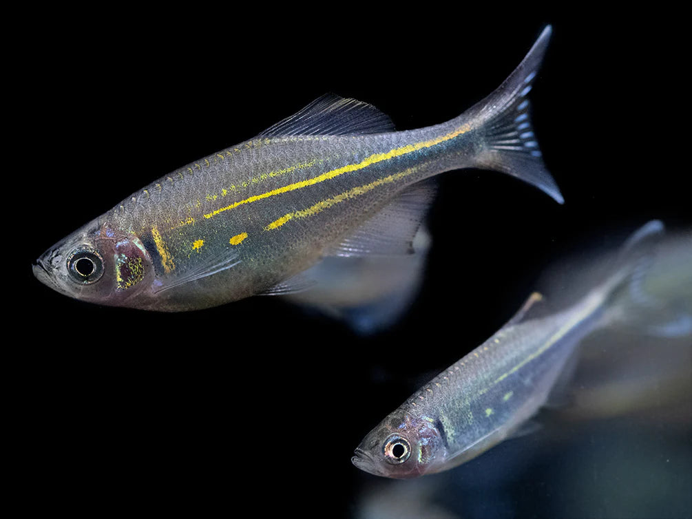 Giant Danio (Danio aequipinnatus)