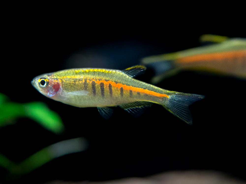 Glow Light Danio