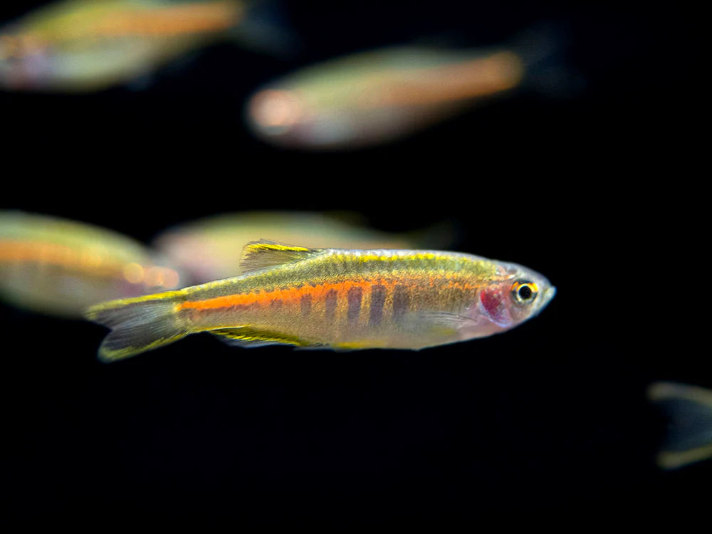 Glow Light Danio