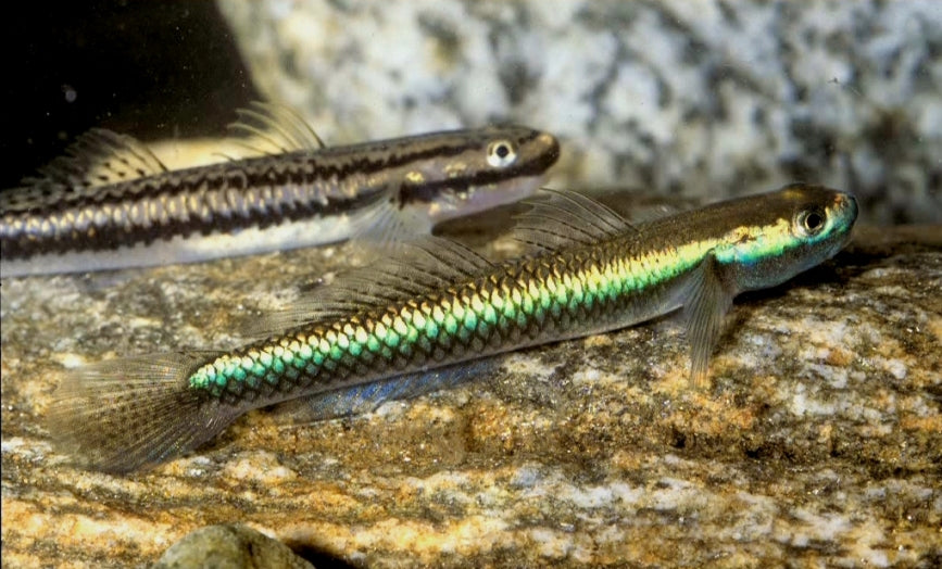 Neon Stiphodon Goby