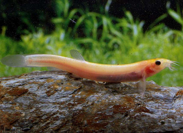 Golden Dojo Loach (Misgurnus anguillicaudatus) - Live Fish