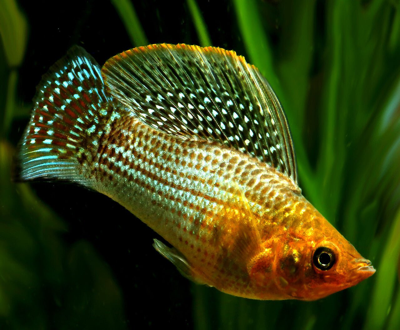 Green Sailfin Molly (Poecilia latipinna) - Live Fish