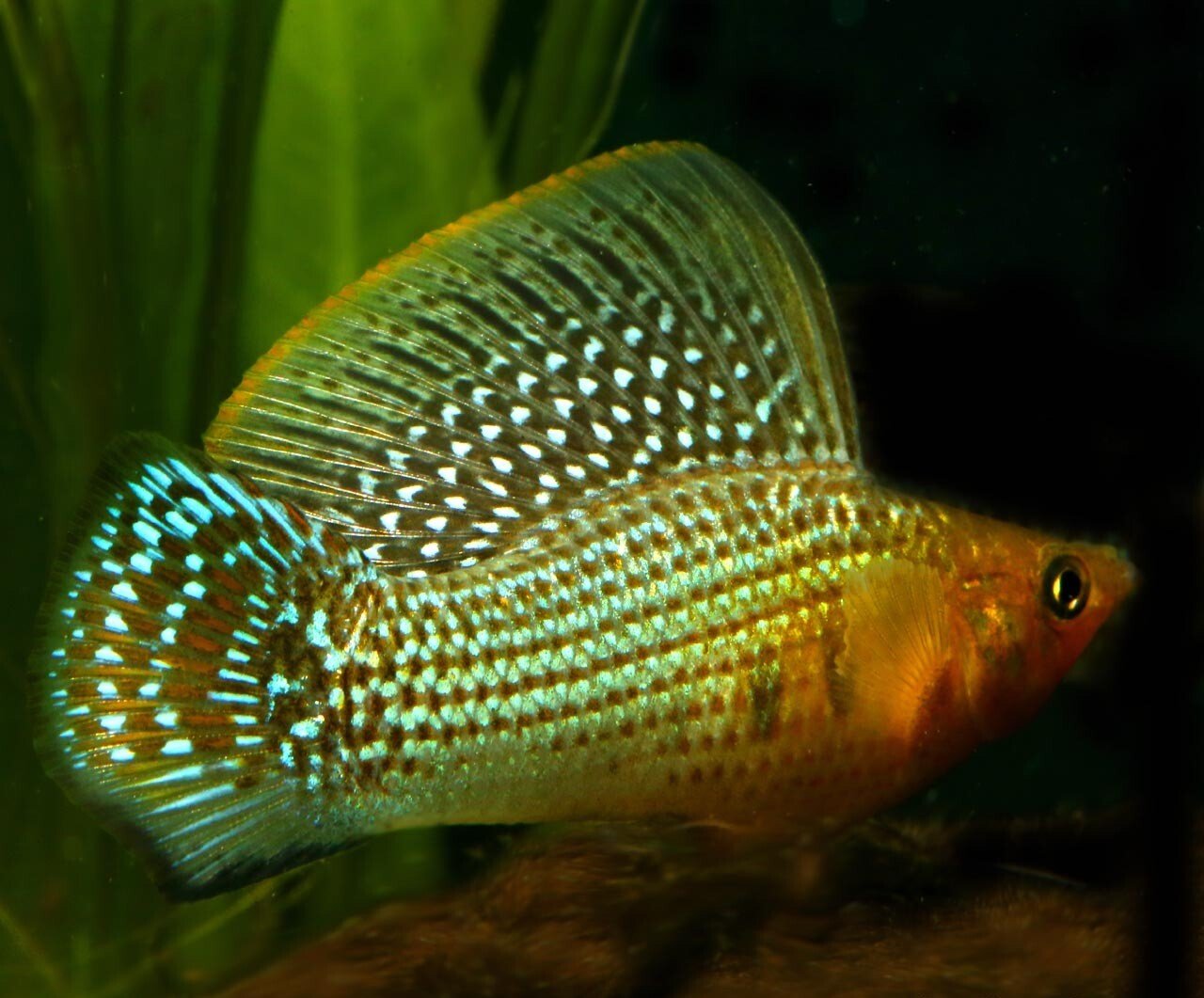 Green Sailfin Molly (Poecilia latipinna) - Live Fish