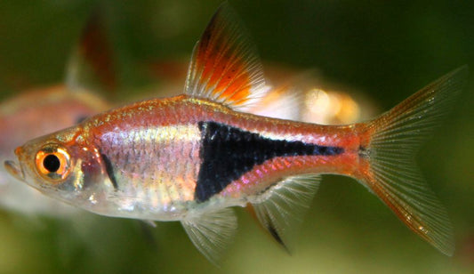 Harlequin Rasbora (Rasbora heteromorpha) - Live Fish