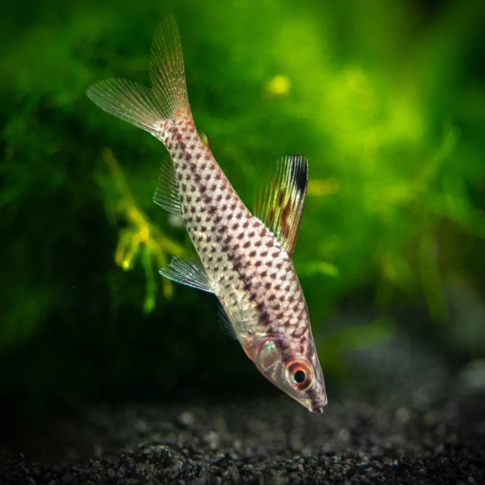 Chilodus Punctatus Headstander