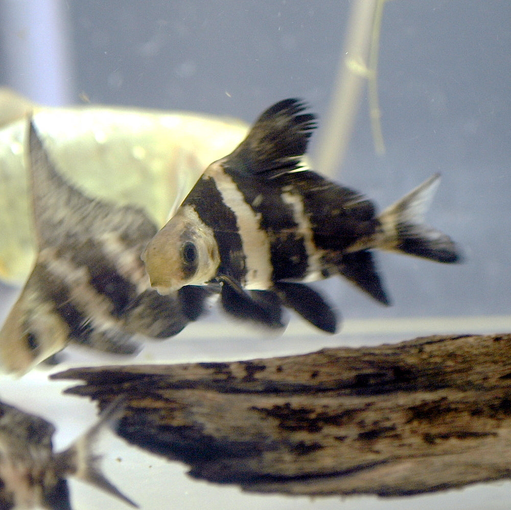 Chinese High Fin Banded Shark / Loach (Myxocyprinus Asiaticus) - Live Fish