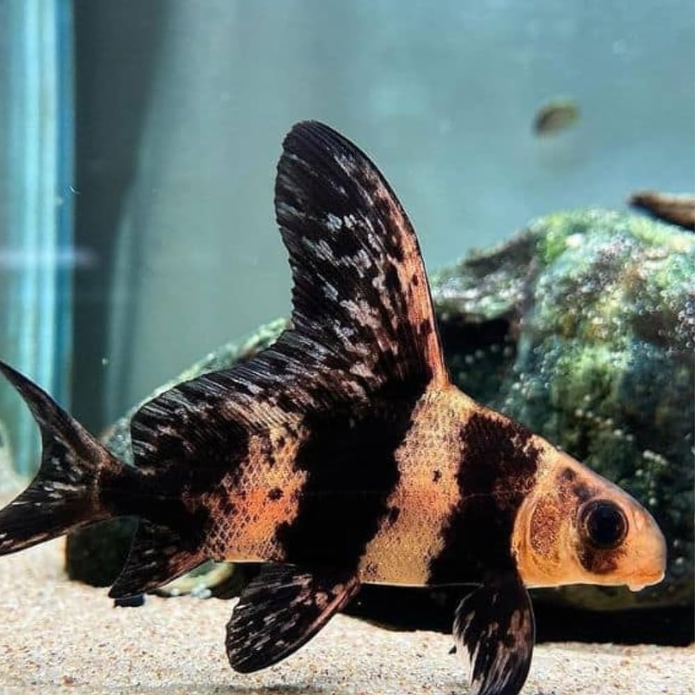 Chinese High Fin Banded Shark / Loach (Myxocyprinus Asiaticus) - Live Fish