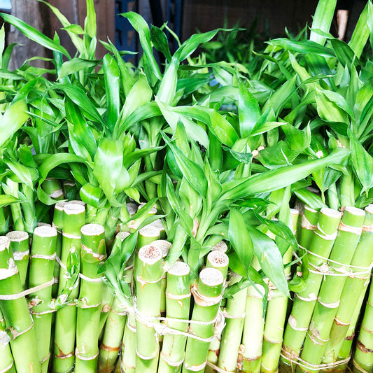 Lucky Bamboo, Straight - Single Stem