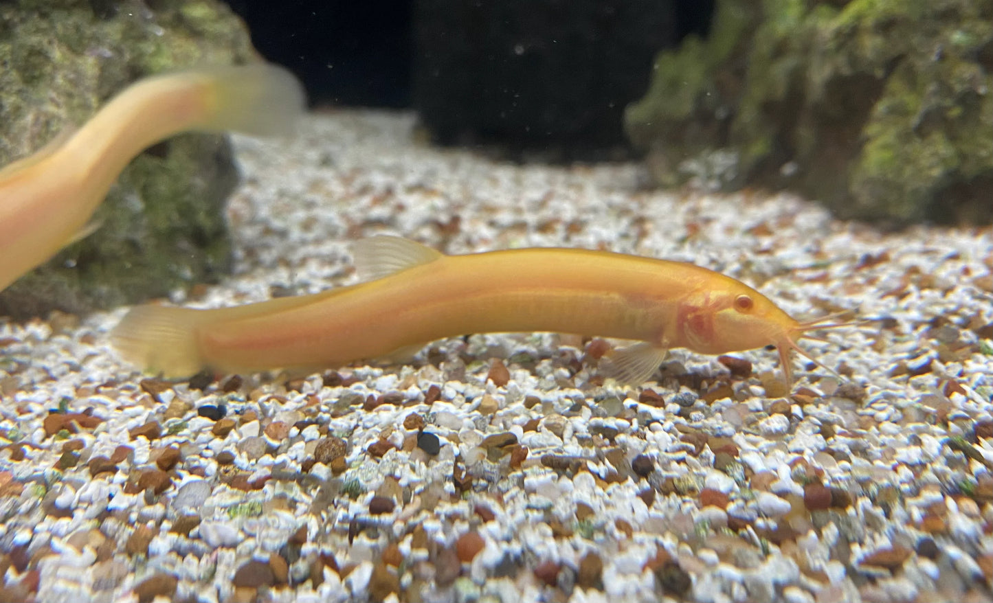 Golden Dojo Loach (Misgurnus anguillicaudatus) - Live Fish