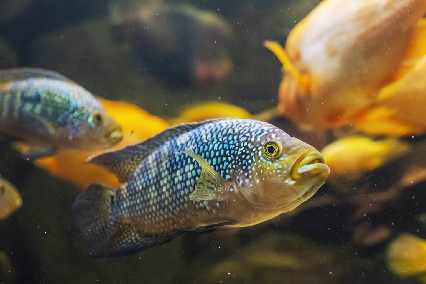 Jack Dempsey Cichlid (Rocio octofasciata) - Live Fish