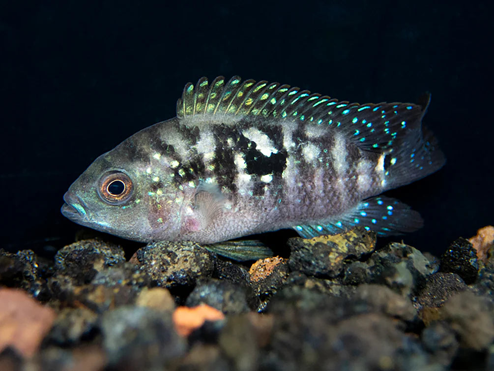 Jack Dempsey Cichlid (Rocio octofasciata) - Live Fish