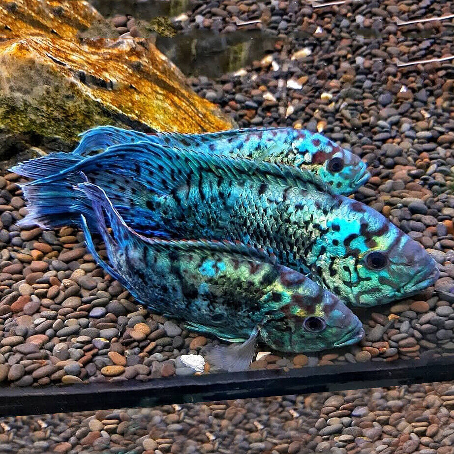 Jack Dempsey Cichlid (Rocio octofasciata) - Live Fish
