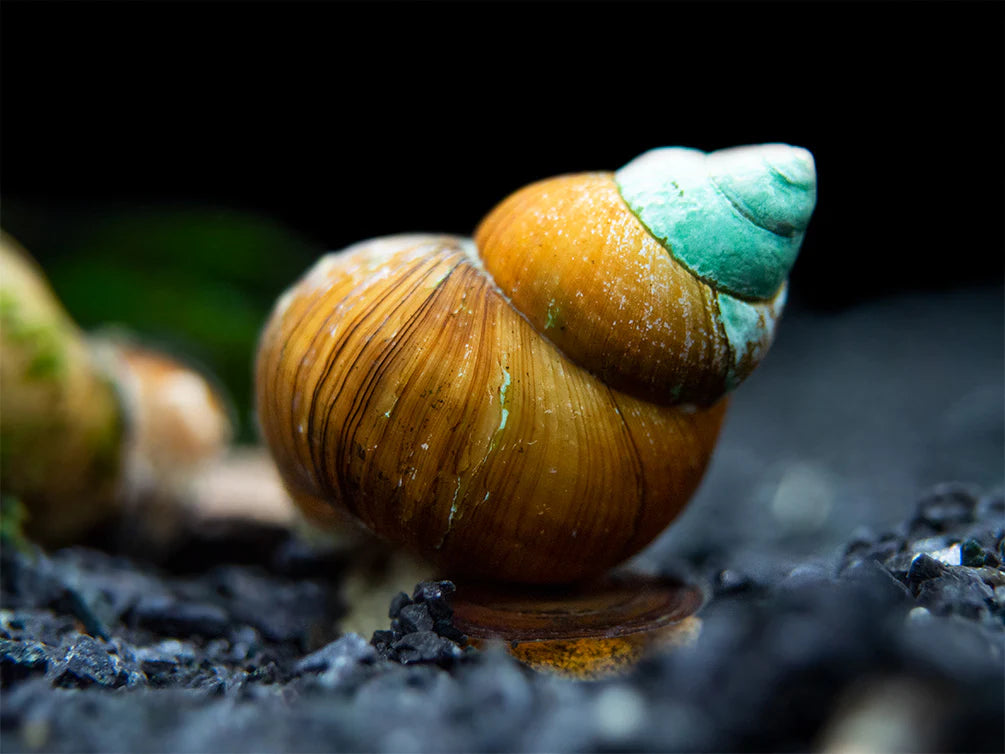 Japanese Trapdoor Snail (Cipangopaludina japonica) - Live Freshwater