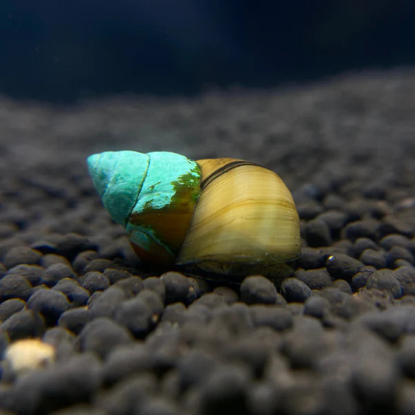 Japanese Trapdoor Snail (Cipangopaludina japonica) - Live Freshwater