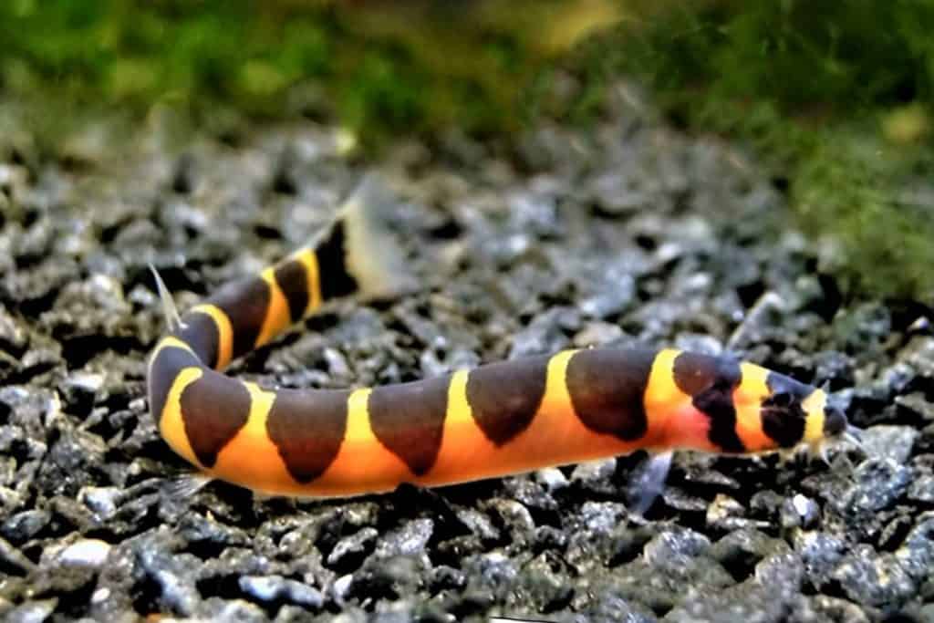 Striped Kuhli Loach (Pangio Kuhli) - Live Fish