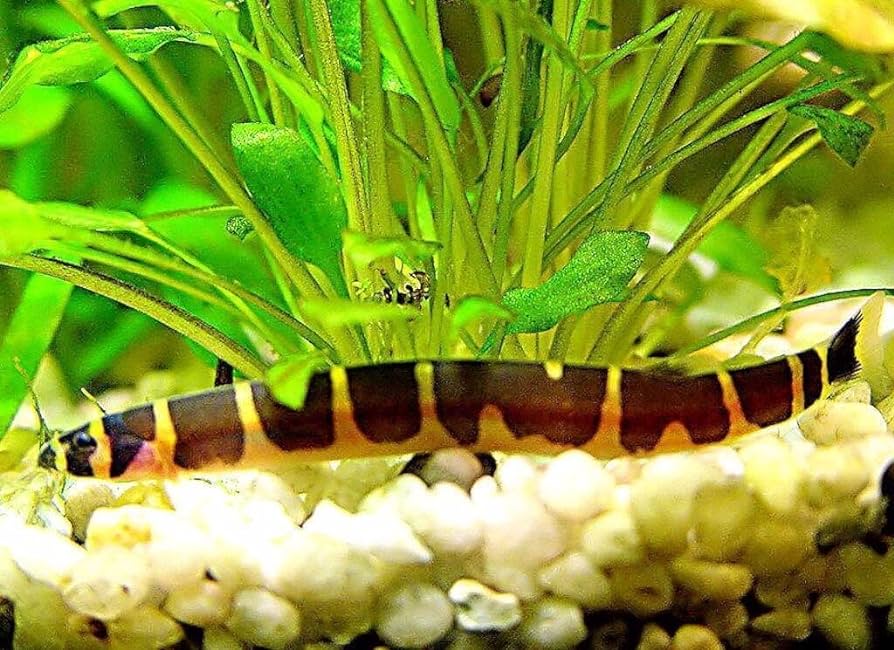 Striped Kuhli Loach (Pangio Kuhli) - Live Fish