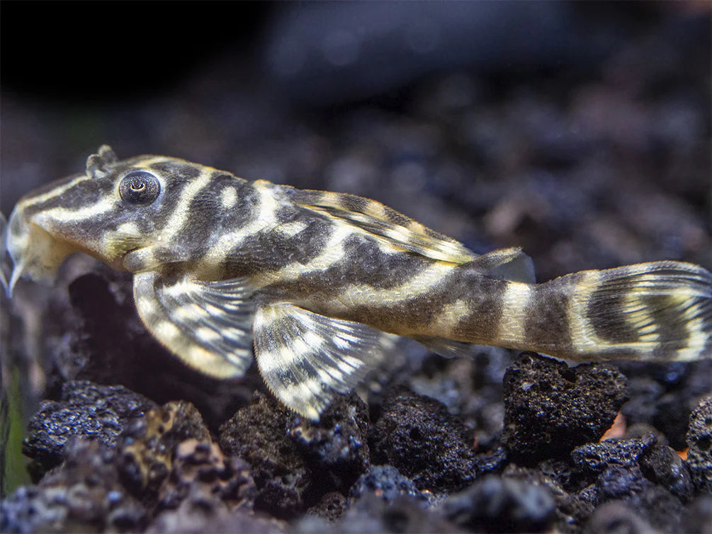 Zebra Brown Pleco