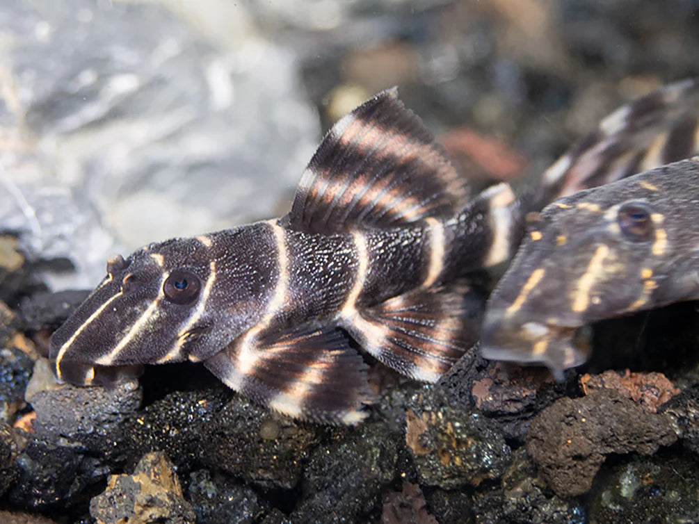 Emperor Pleco