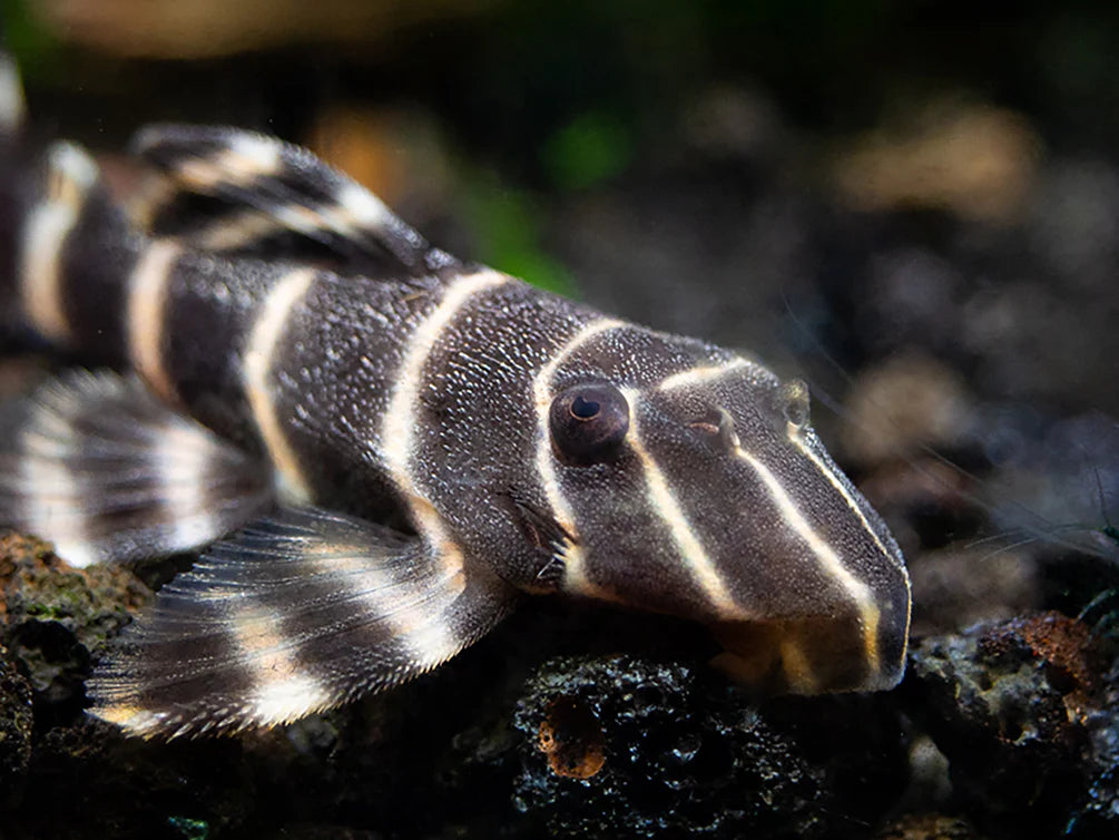 Emperor Pleco