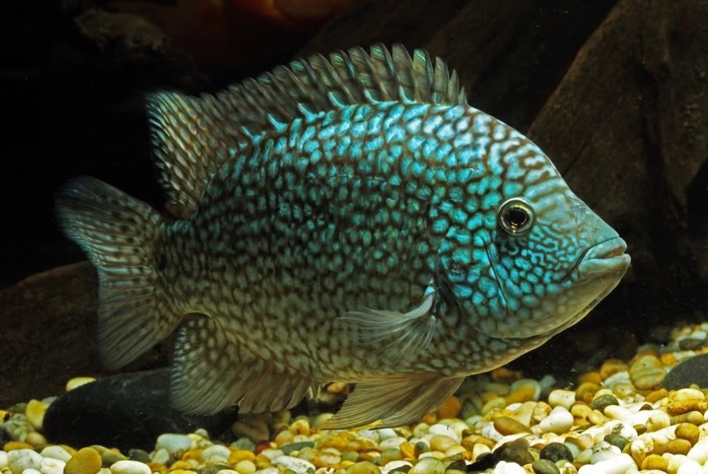 Texas Green Cichlid (Herichthys cyanoguttatus) - Live Fish