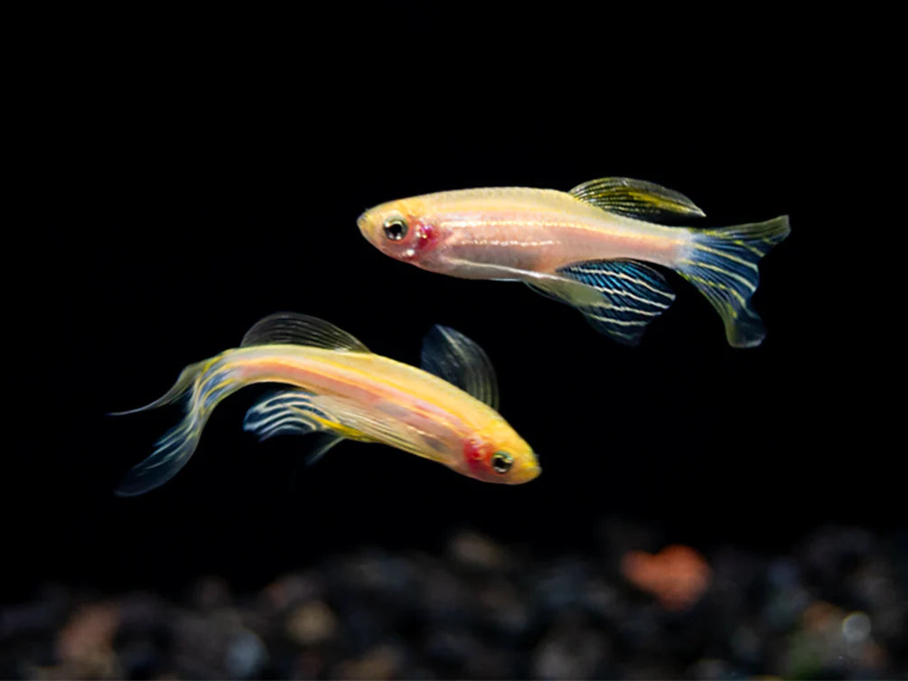 Longfin Gold Zebra Danio