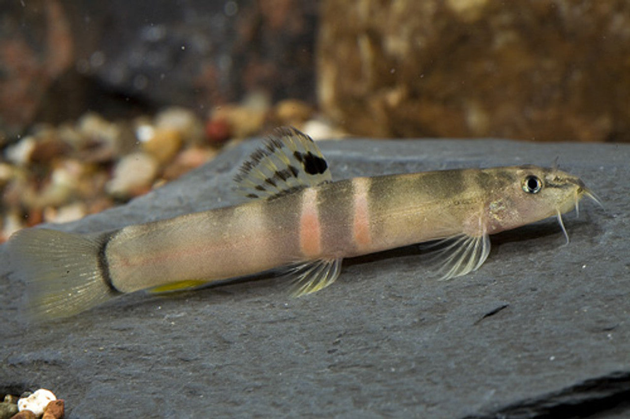 Sumo Loach (Schistura balteata) - Live Fish