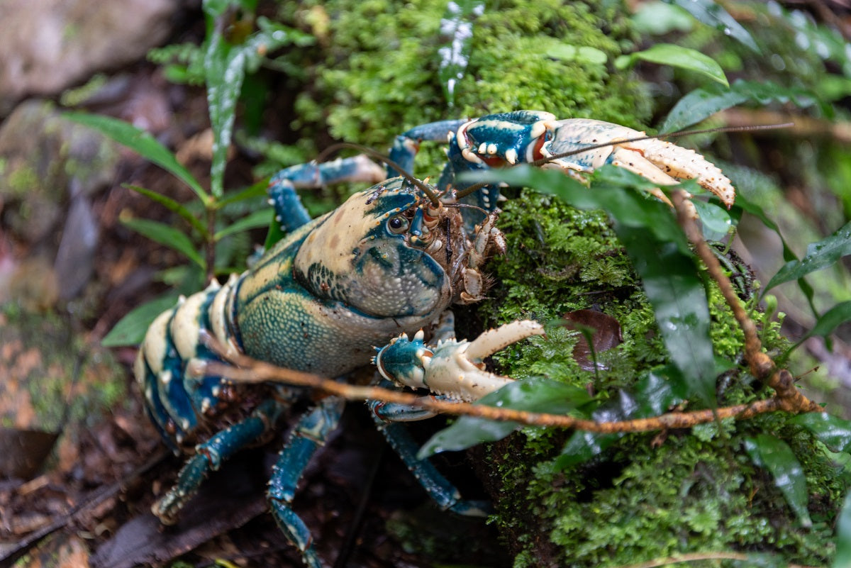 Crayfish- Green