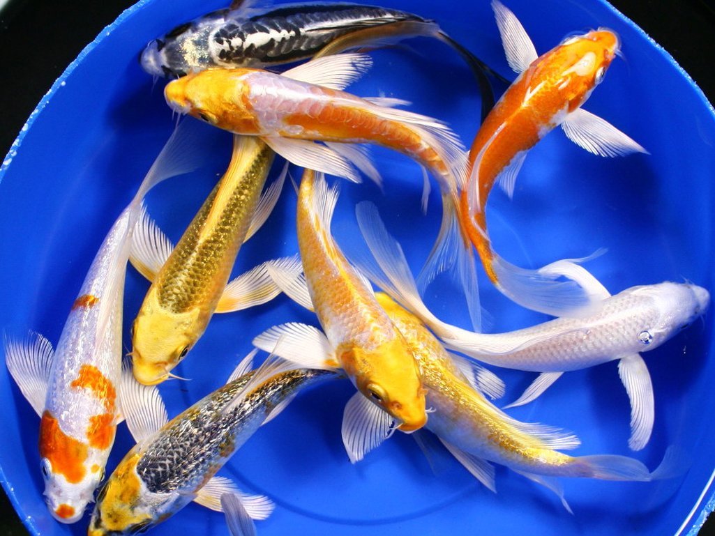 Butterfly Koi 2-3 inch