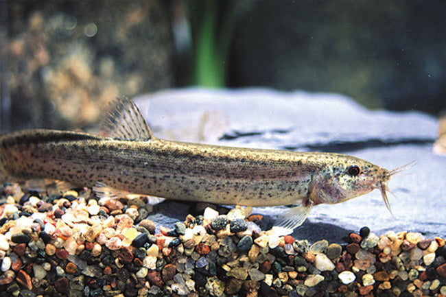 Dojo Loach (Misgurnus anguillicaudatus) - Live Fish