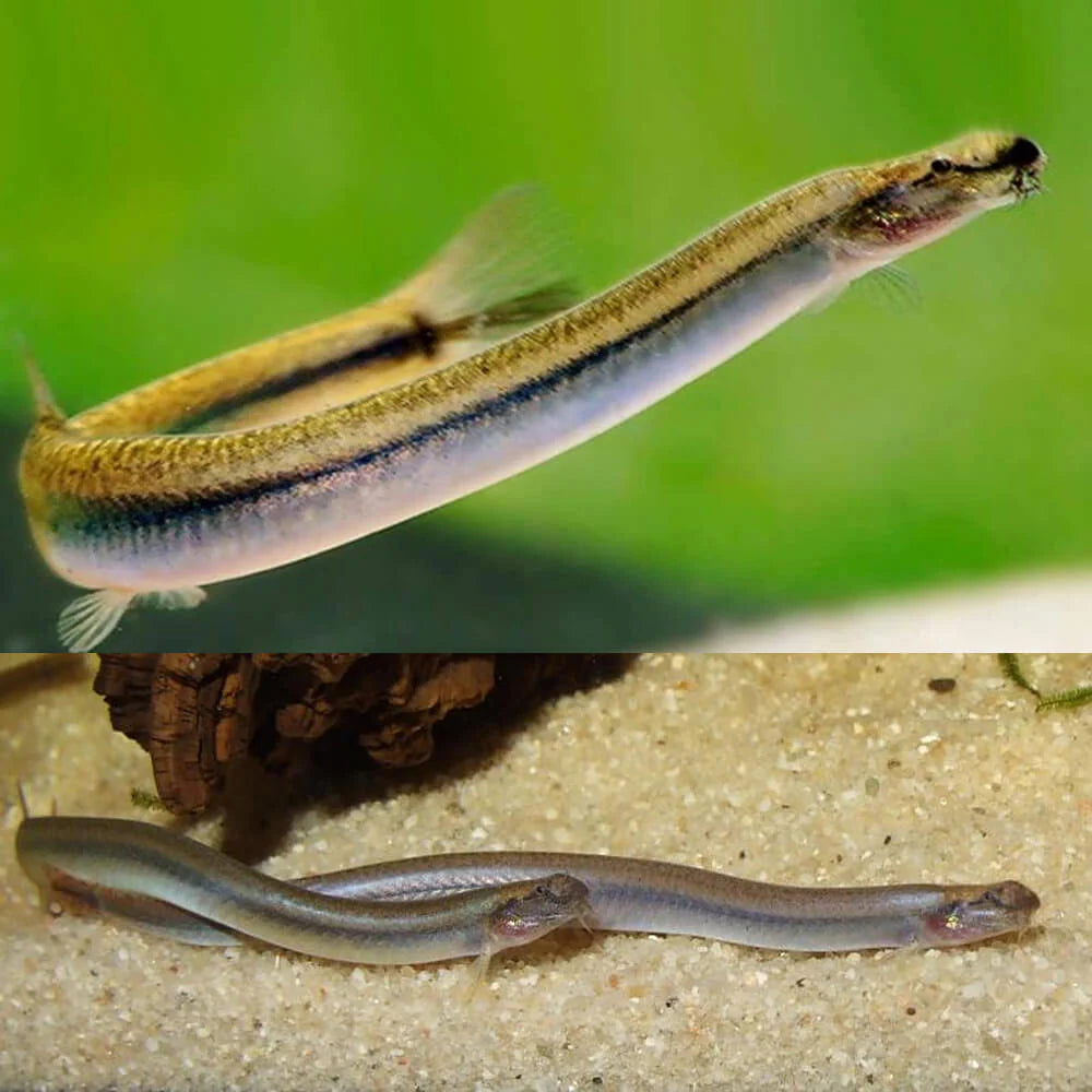 Golden Kuhli Loach (Pangio doriae) - Live Fish
