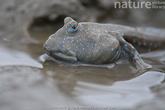 Blue Spotted Mudskipper (Periophthalmus waltoni) - Live Fish