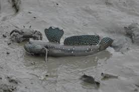 Blue Spotted Mudskipper (Periophthalmus waltoni) - Live Fish