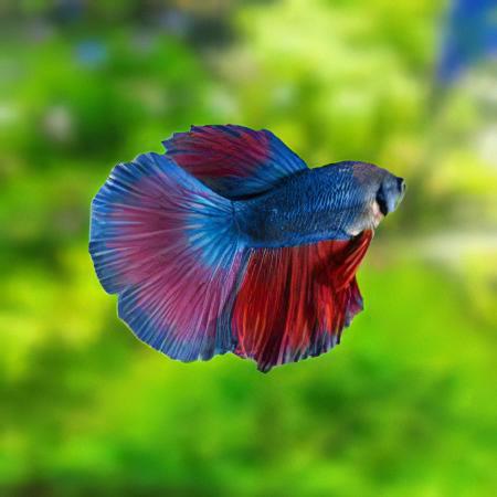 Super Delta Betta (Betta splendens) – Male
