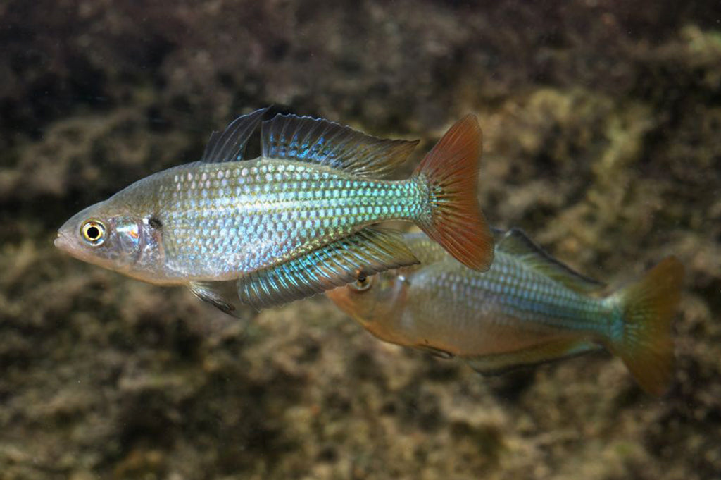 Australian Rainbowfish (Melanotaenia fluviatilis) - Live Fish