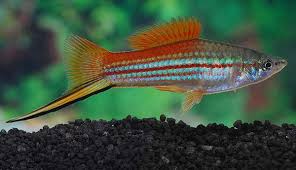 NEON Swordtail (Xiphophorus hellerii) - Live Fish