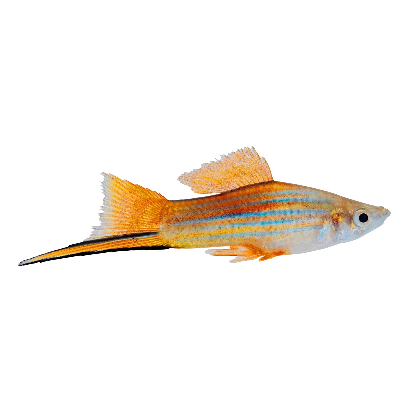 NEON Swordtail (Xiphophorus hellerii) - Live Fish