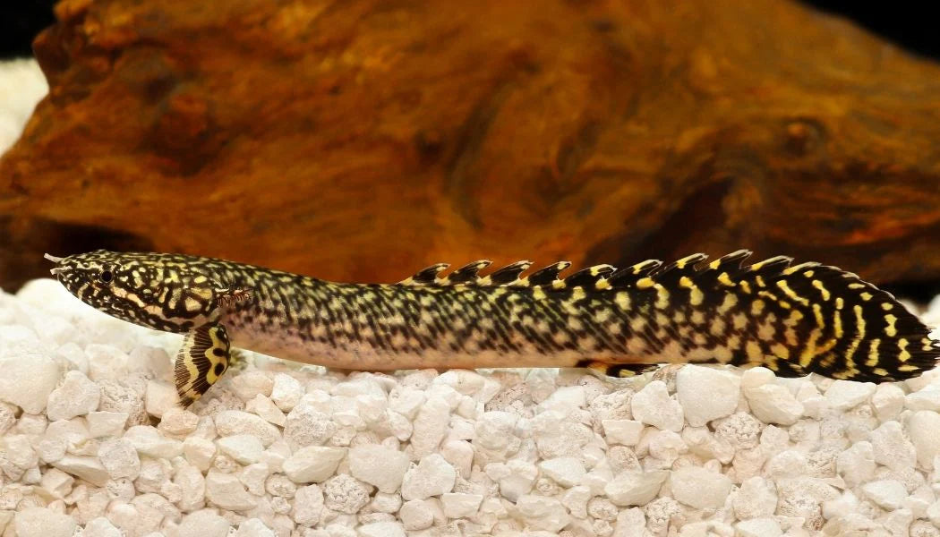 Ornate Bichir (Polypterus ornatipinnis) - Live Fish