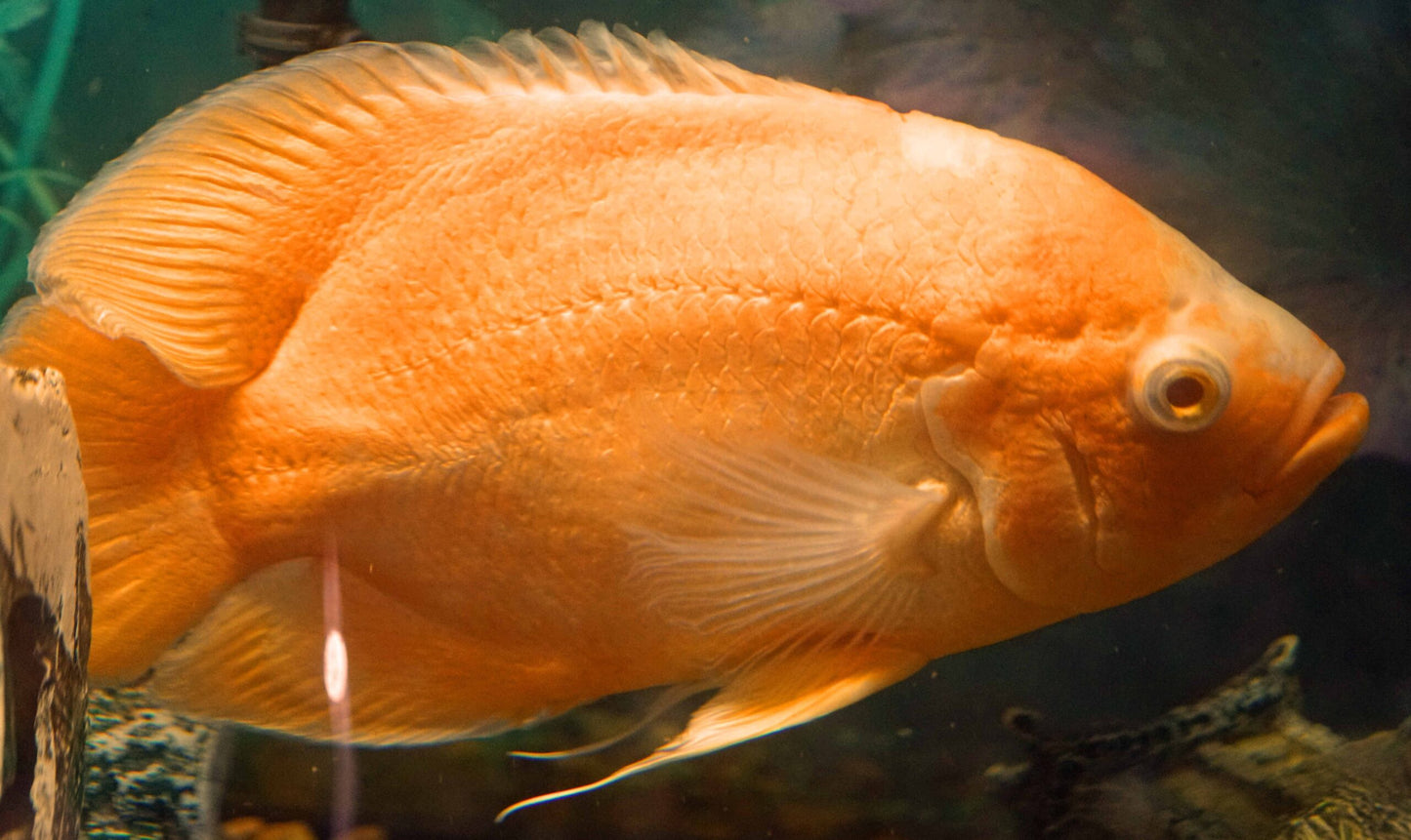 Regular Albino Red Oscar Cichlid (Astronotus ocellatus) - 1"-2" - Live Fish