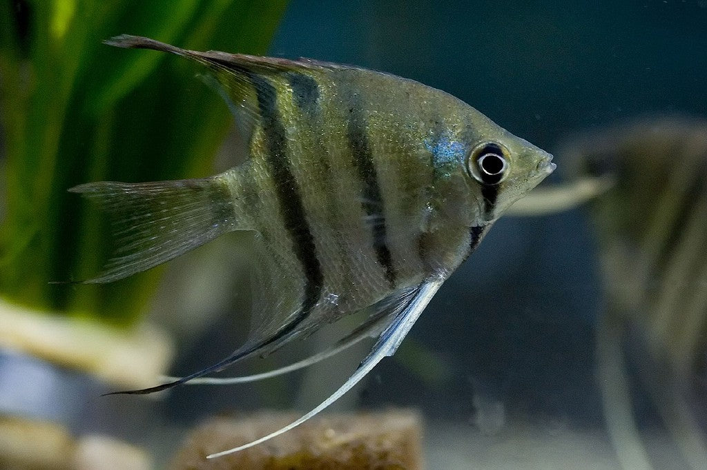 Leopold’s Wild Angelfish (Pterophyllum leopoldi) -Live Fish