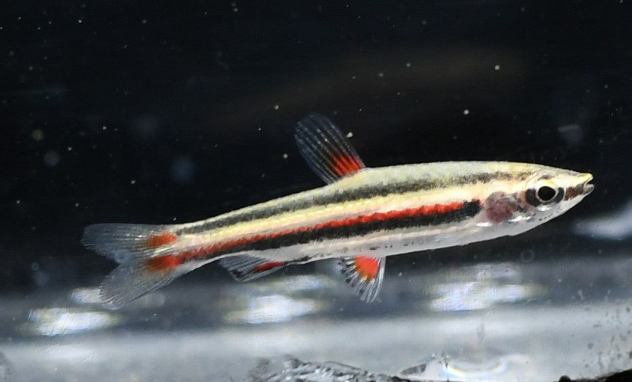 Marginatus Pencilfish Tetra (Nannostomus marginatus)- Live Fish