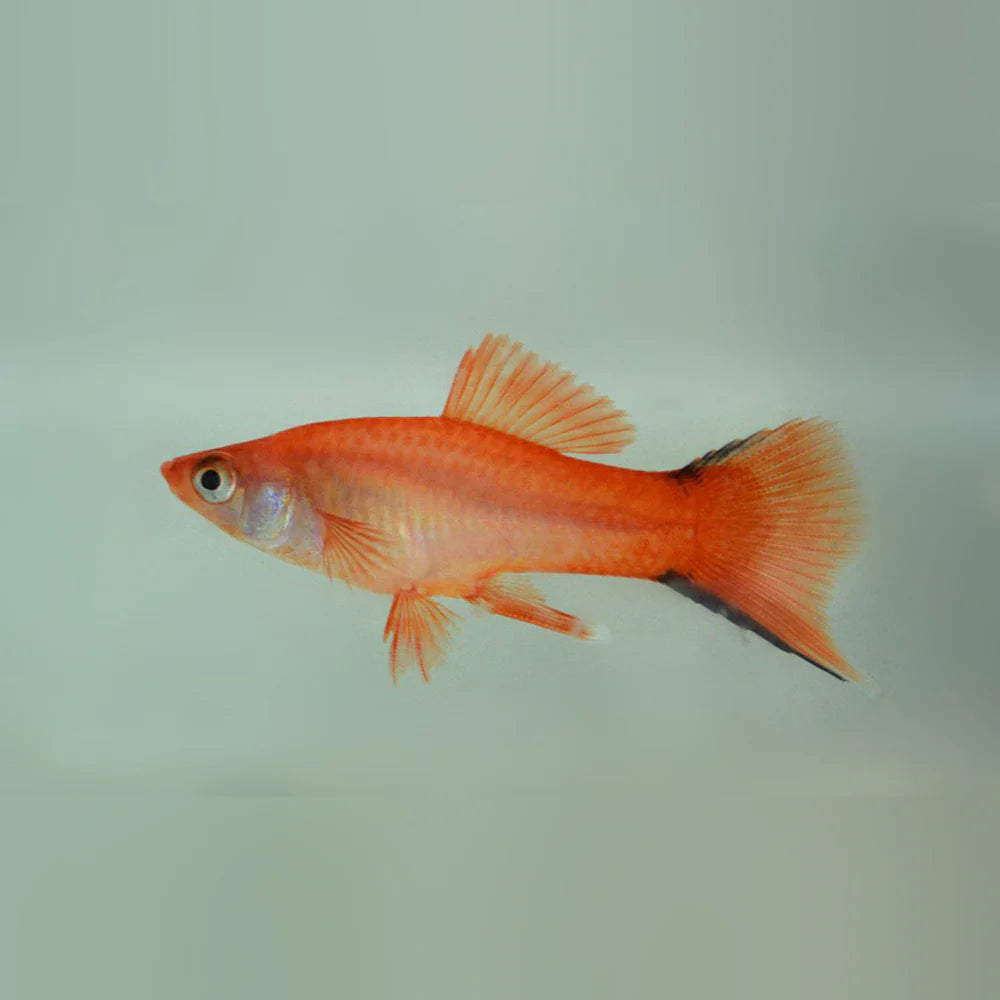 Pink Twinbar Swordtail (Xiphophorus hellerii)- Live Fish