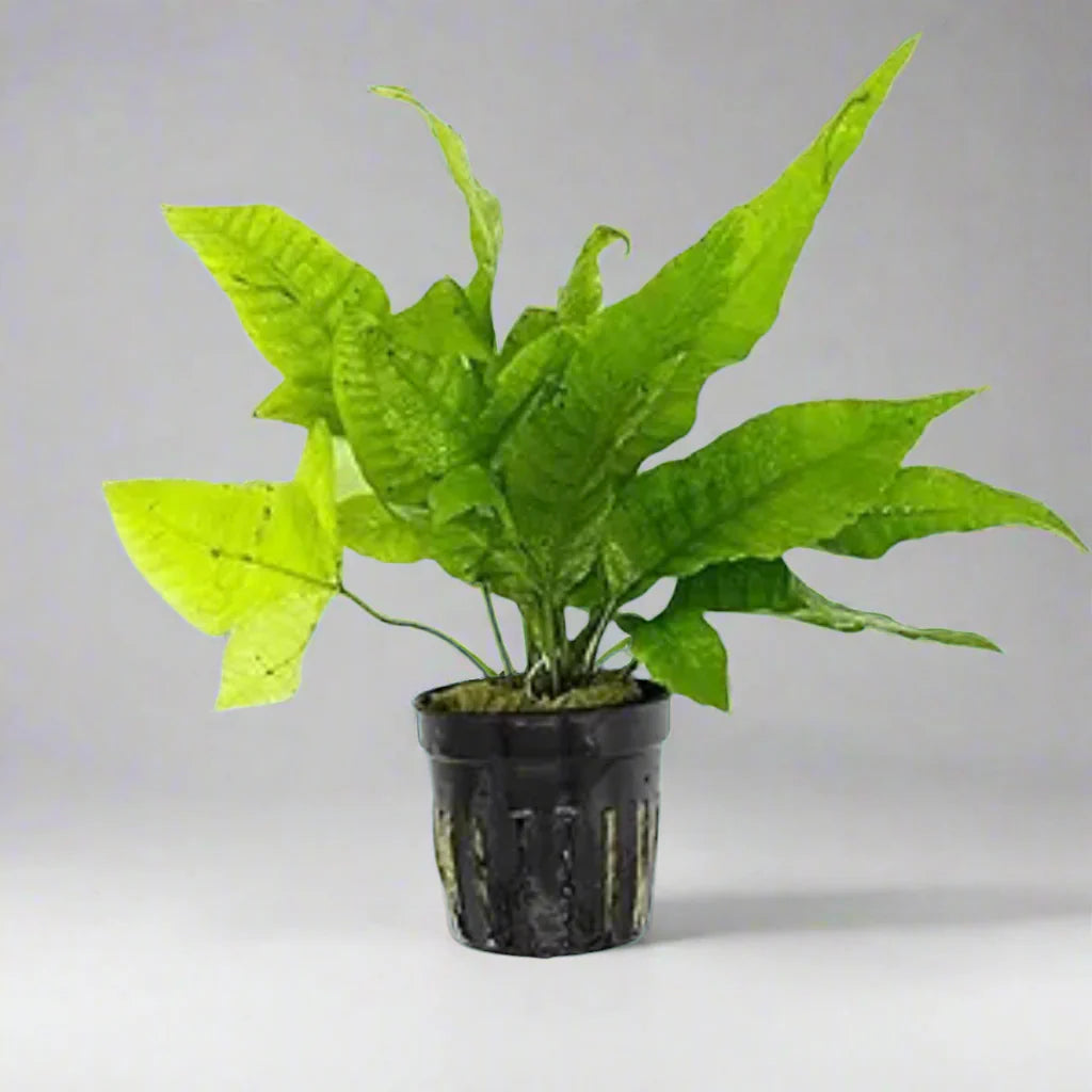 Potted - Plants Assorted