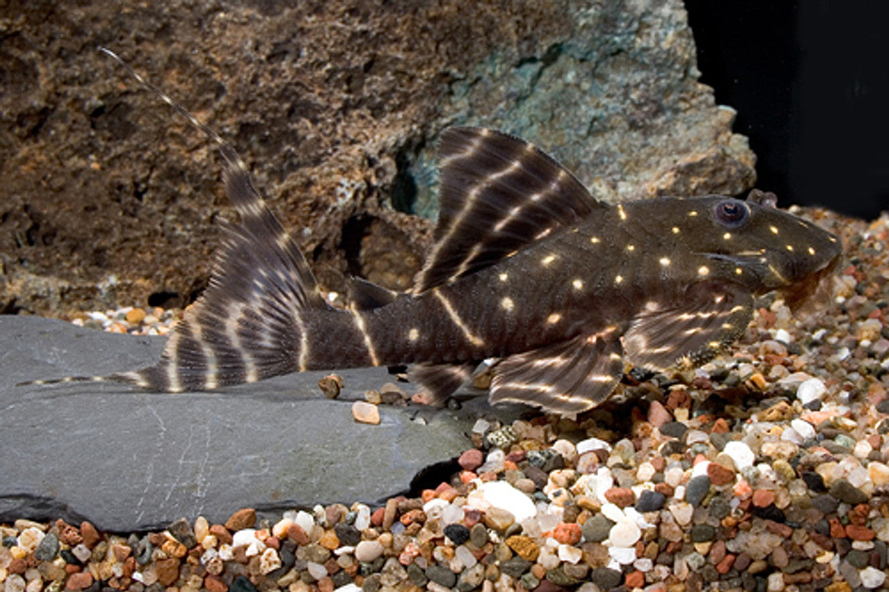 Emperor Pleco