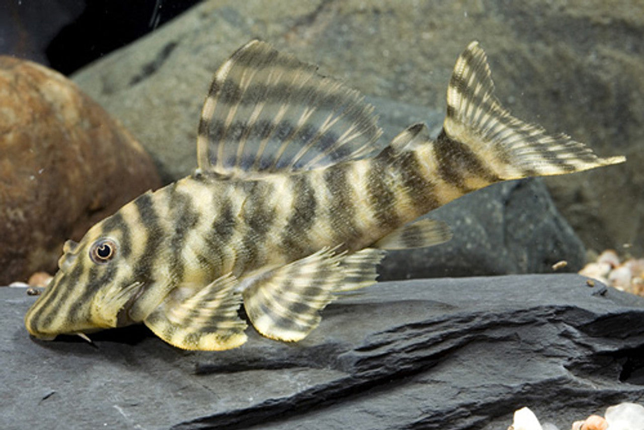 Zebra Brown Pleco