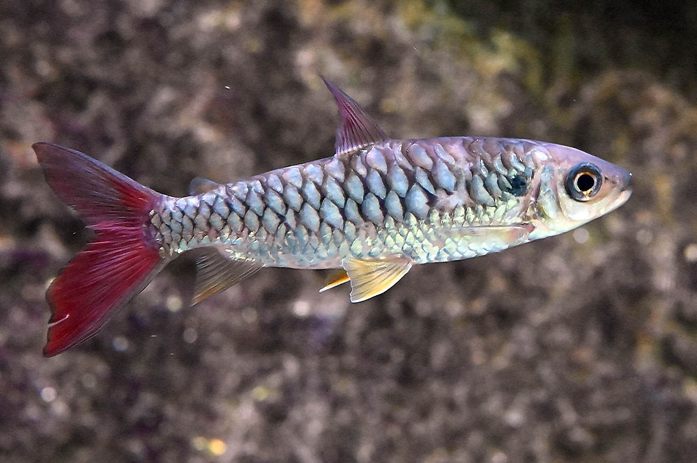 Pinktail Chalceus